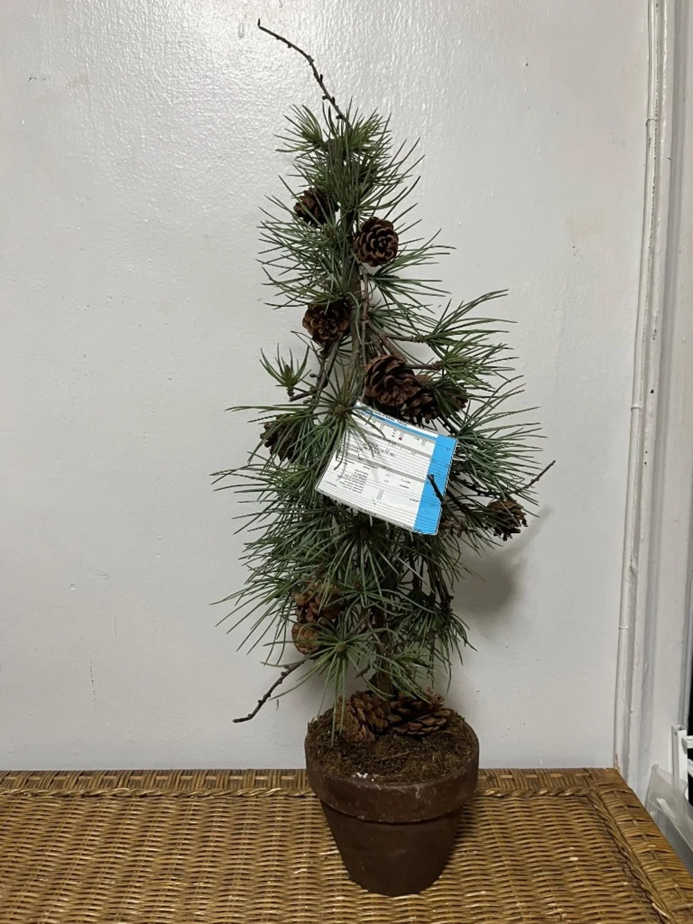 West Elm Faux Potted Pine Tree with pinecones.  Approx. 3ft.